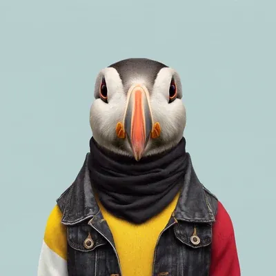 Alek · Frailecillo atlántico