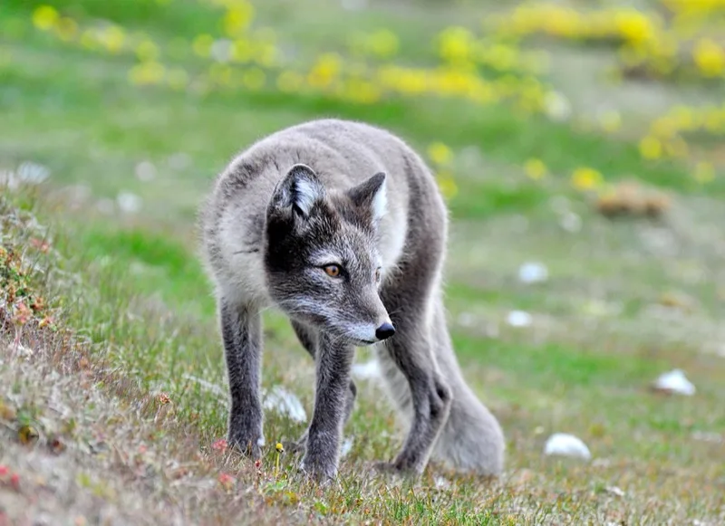 Zorro ártico (Vulpes lagopus) en libertad